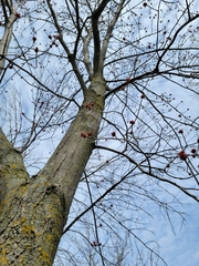 Acer saccharinum