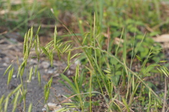 Bromus japonicus