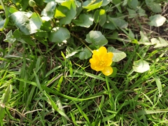 Ficaria verna