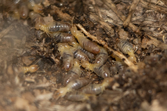 Termitinae