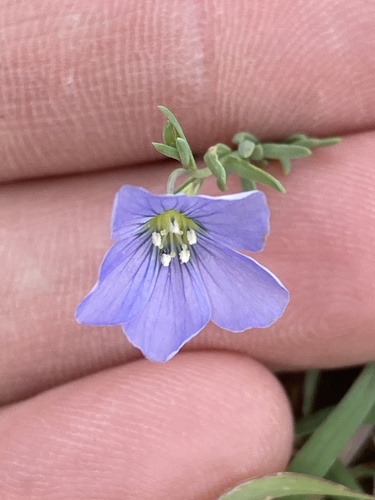 Meadow flax (Linum pratense)