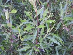 Nuxia oppositifolia