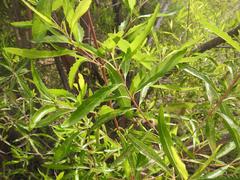 Nuxia oppositifolia