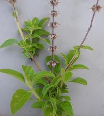 Ocimum americanum