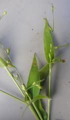 Panicum deustum