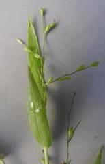 Panicum deustum