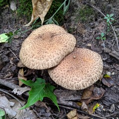 Lacrymaria echiniceps