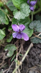 Viola odorata