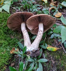 Lacrymaria echiniceps