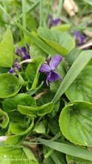 Viola odorata