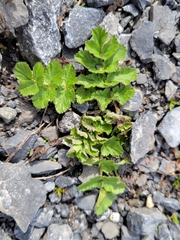 Pastinaca sativa