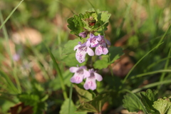 Glechoma grandis