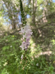 Physostegia angustifolia