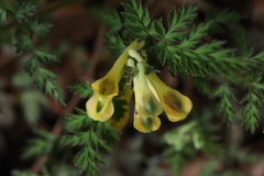 Corydalis pallida
