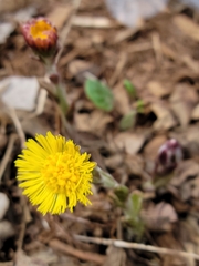 Tussilago farfara