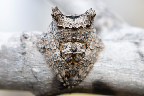 Common Bark Spider