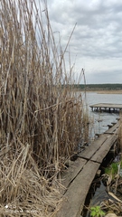 Phragmites australis