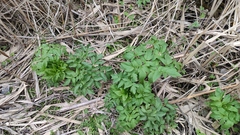 Angelica archangelica