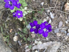 Legousia