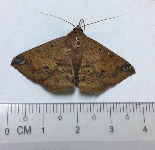 Ericeia fraterna