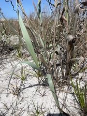 Panicum amarum amarulum
