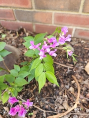 Lathyrus vernus