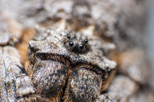 Common Bark Spider
