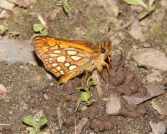 Carterocephalus skada skada