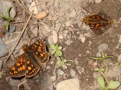 Carterocephalus skada skada