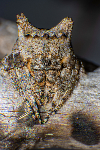 Common Bark Spider
