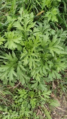 Artemisia vulgaris