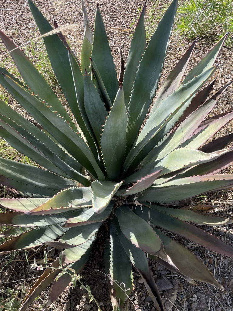 Agave murpheyi, Pima County, US-AZ, US