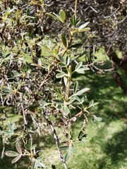 Polylepis tomentella