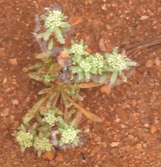 Polycarpon prostratum