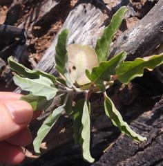 Pterodiscus cinnabarinus