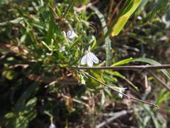 Rhinacanthus xerophilus