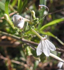 Rhinacanthus xerophilus