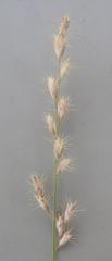 Schmidtia pappophoroides