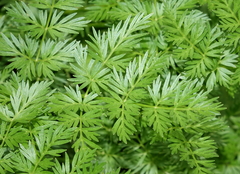 Ligusticum tenuifolium