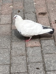 Columba livia domestica