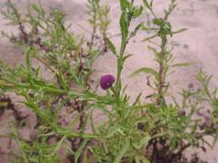 Sphaeranthus peduncularis