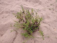 Sphaeranthus peduncularis