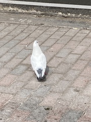 Columba livia domestica