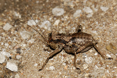 Enyaliopsis