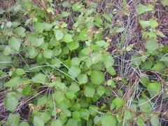 Triumfetta rhomboidea rhomboidea