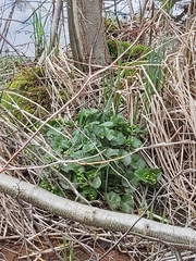 Caltha palustris palustris