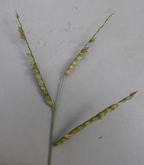 Urochloa trichopus