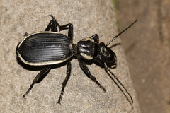 Anthia circumscripta