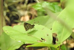 Callimormus interpunctata