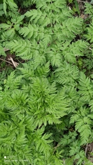 Anthriscus sylvestris